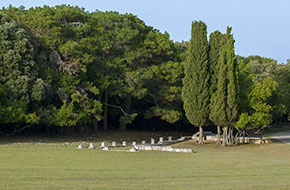 Boat_Excursion_Brijuni
